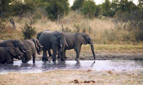 Gwango Elephant Lodge