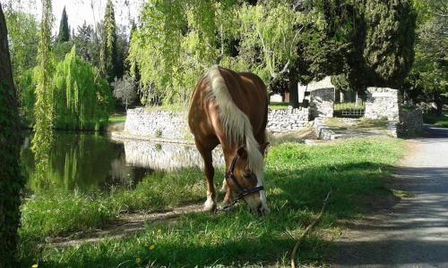 Agriturismo Dinoabbo Apt