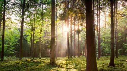 VELUWE VOORTHUIZEN COMFORTABLE CHALET - Comfortable Chalet with Good Amenities and several Activities for Families and Tourists nearby