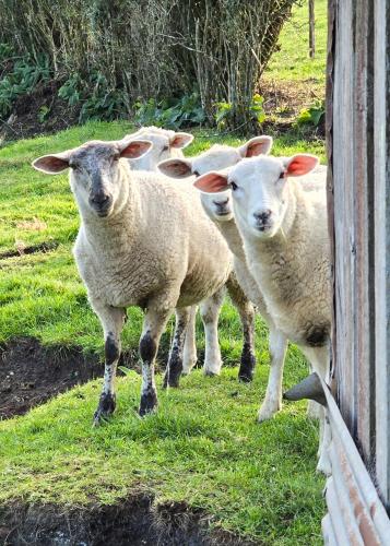 Cold Ebb Mountain View Homestay in Pembroke