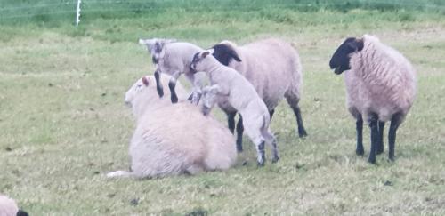 Cold Ebb Mountain View Homestay in Pembroke