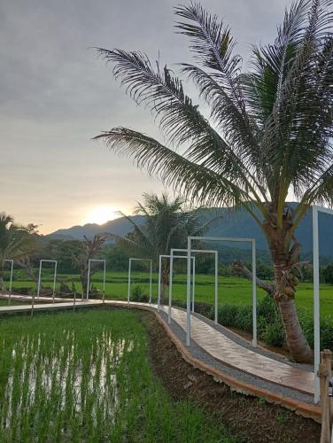 The Rice Chiang Dao