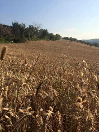 Azienda Agricola Perconti