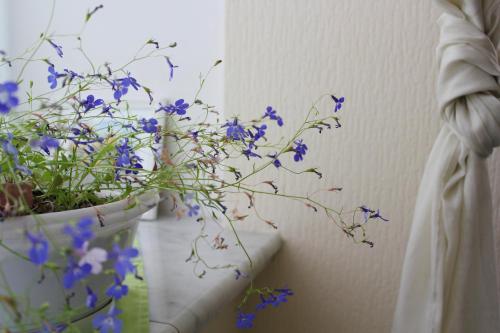 木扎公寓