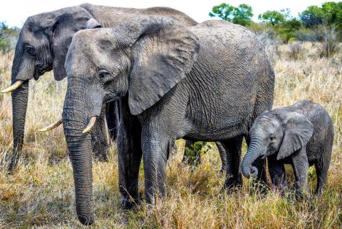 Honeyguide Tented Safari Camps - Mantobeni