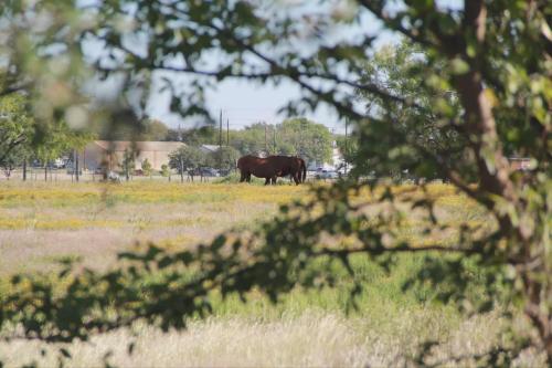 Вид, Cozy 4 bedroom home with Greenbelt views in Oak Point in Лейк-Даллас