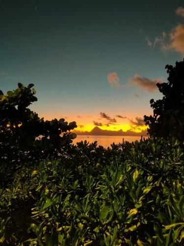Ataoaoa iti Bungalow à Punaauia - photo 6 - Tahiti, Polynésie