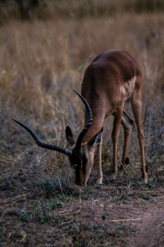 Trinity Pod - Modimolle, Modimolle (foto 2)