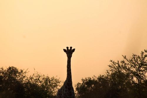 Trinity Pod - Modimolle, Modimolle (foto 4)