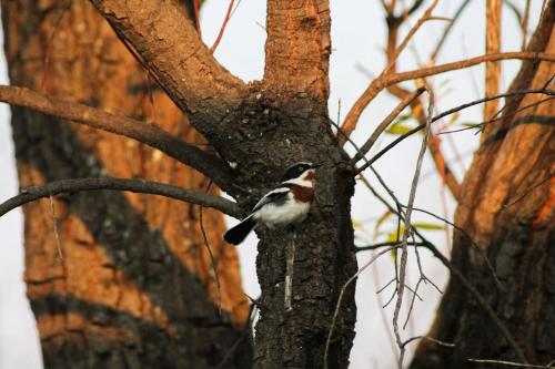 Trinity Pod - Modimolle, Modimolle (foto 8)