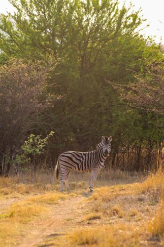 Trinity Pod - Modimolle, Modimolle (foto 9)
