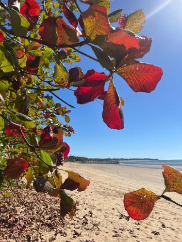 . Seashells of Seaforth