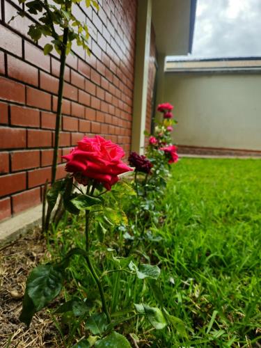 tuin, Echevarria Oxapampa in Oxapampa