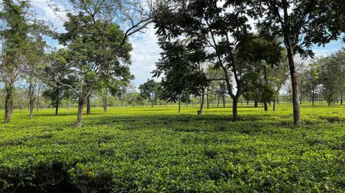 ROOTS by MOUNT OLIVE in Bharat Nagar