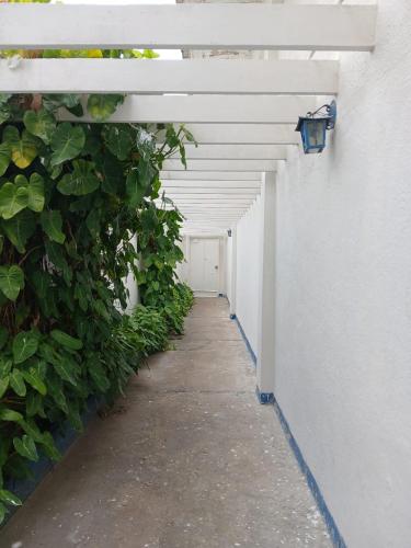 Garden, Casa Mateo in Maracaibo