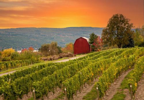 Rustic Cabin- Wineries and Breweries-Finger Lakes in Geneva (NY)