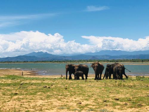 Surrounding environment, Eco Friendly Lodge in Udawalawe