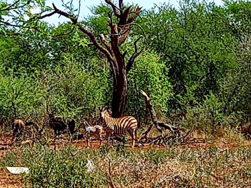 Oryx Lodge in เบสเตคราล