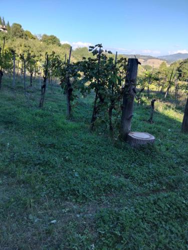 Casa vacanze La Vigna in กีอูซี่