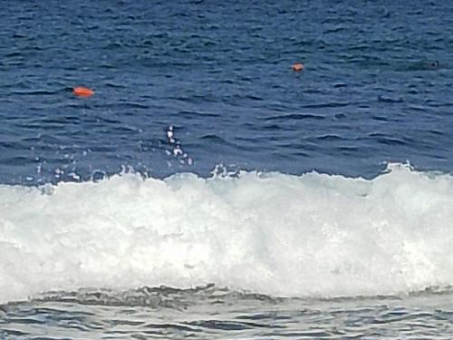 Milkwood Haven in 彭寧頓