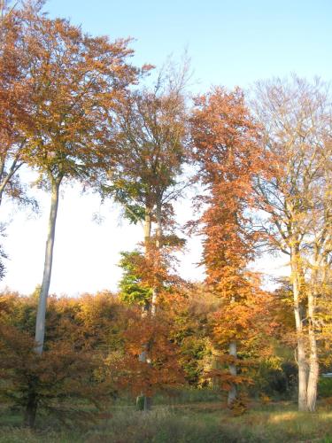 Ferienwohnungen Seevogel - image 4