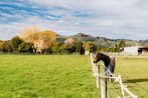 Lovaglás, Saddleview Cottage-Horse and Trailer friendly in Mosgiel
