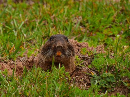 กีฬาและกิจกรรมสันทนาการ, Tinambú - Paso Centurión Tours (Tinambu - Paso Centurion Tours) in เมโล