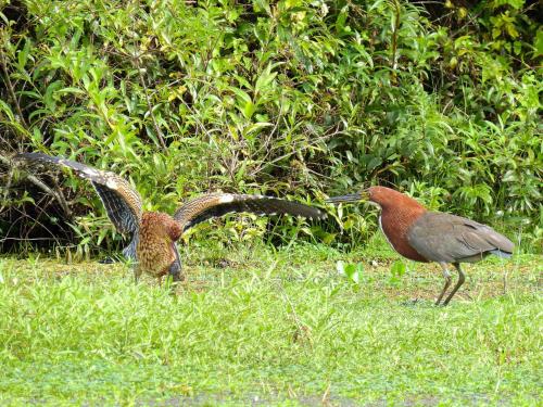 กีฬาและกิจกรรมสันทนาการ, Tinambú - Paso Centurión Tours (Tinambu - Paso Centurion Tours) in เมโล