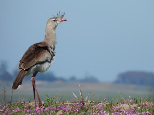 กีฬาและกิจกรรมสันทนาการ, Tinambú - Paso Centurión Tours (Tinambu - Paso Centurion Tours) in เมโล