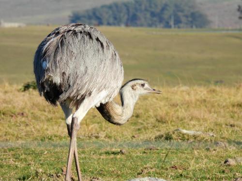 กีฬาและกิจกรรมสันทนาการ, Tinambú - Paso Centurión Tours (Tinambu - Paso Centurion Tours) in เมโล