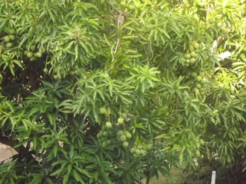 Appartement charmant au Gosier avec jardin de 68 m² in Mare Gaillard