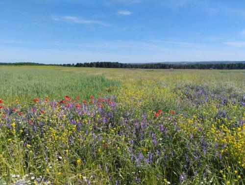 Pet friendly La Golondrina del Duratón (Pet friendly La Golondrina del Duraton) in Sebulcor