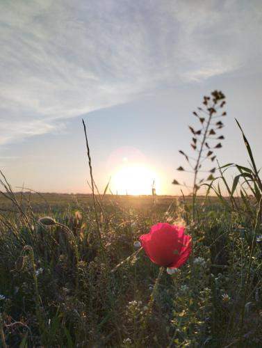 Pet friendly La Golondrina del Duratón (Pet friendly La Golondrina del Duraton) in Sebulcor