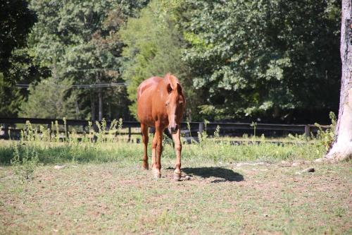 The Horse Carriage 2 Miles From Foxwoods Casino in Prestona (CT)