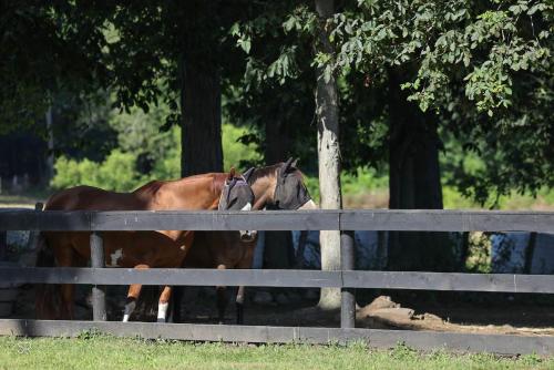The Horse Carriage 2 Miles From Foxwoods Casino in Prestona (CT)