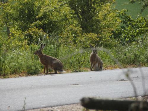 Ferienwohnungen Deichtraum in Emmelsbull-Horsbull