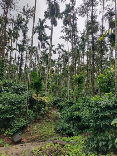 Coffee Estate Stay - Private Room in Kadavanthi