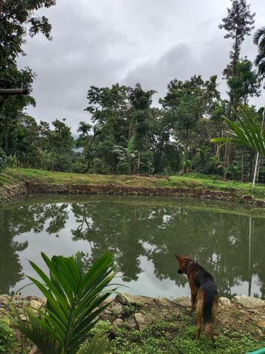 Coffee Estate Stay - Private Room in Kadavanthi
