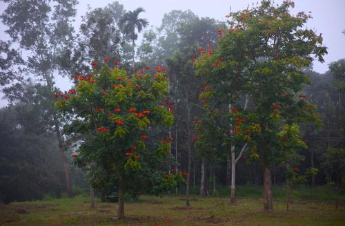 Aquatica by bough'n villa in Nadavayal