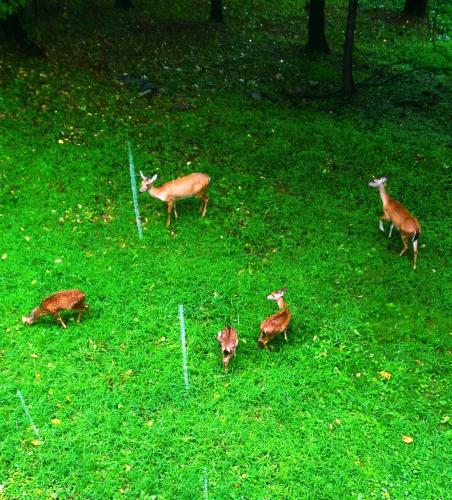 5 Ojo Inn Bed and Breakfast 5 Ojo Inn Bed and Breakfast