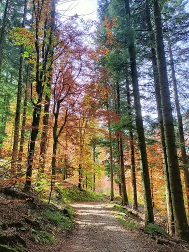 Il Bosco di Silvia in Corniglio