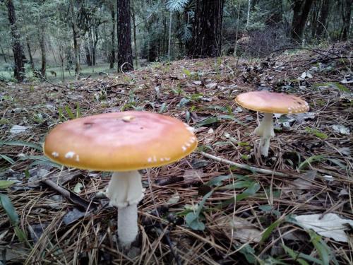 花園, La Gloriosa eco house in 阿里斯托布洛德爾巴耶