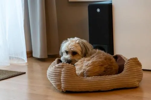 FeWo Harzer Wiesenberg, bis zu 2 Hunde willkommen! in Schulenberg im Oberharz, Deutschland