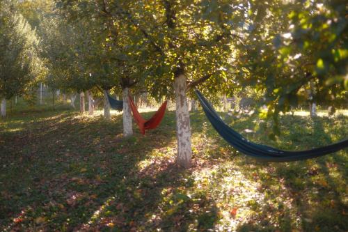 Kert, In Varful Dealului in Vulcana De Sus