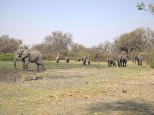 Surrounding environment, Khwai Game Lodge and Campsite in Khwai