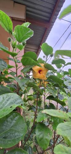 Casa de Nivia in Dolega