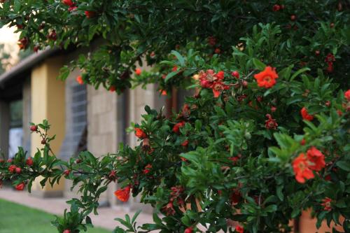 B&B Al Vecchio Fontanile – Cerveteri