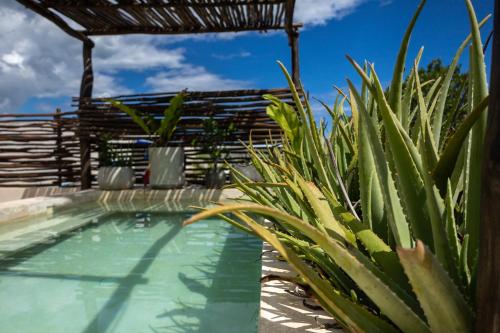 Teva Tulum, Aldea Zamá in Tulum, Mexico
