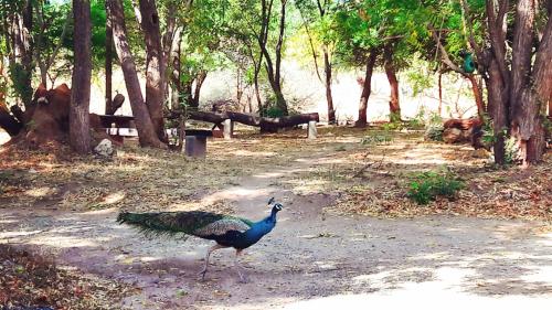 Pelican View Cottages in Yala
