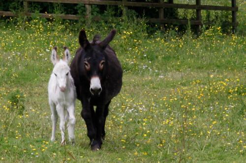 Barnabrow Country House - image 3
